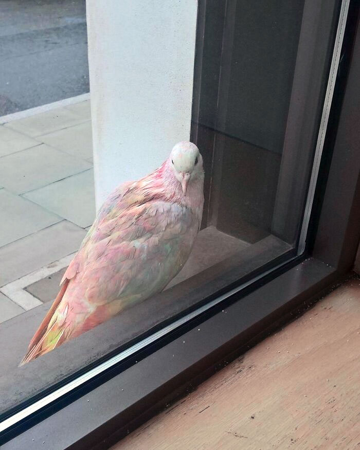 Ta petite amie a vu un pigeon arc-en-ciel à Londres aujourd’hui.