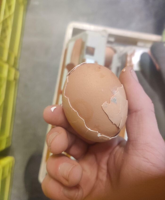 Cet œuf avait deux couches complètes de coquille d’œuf