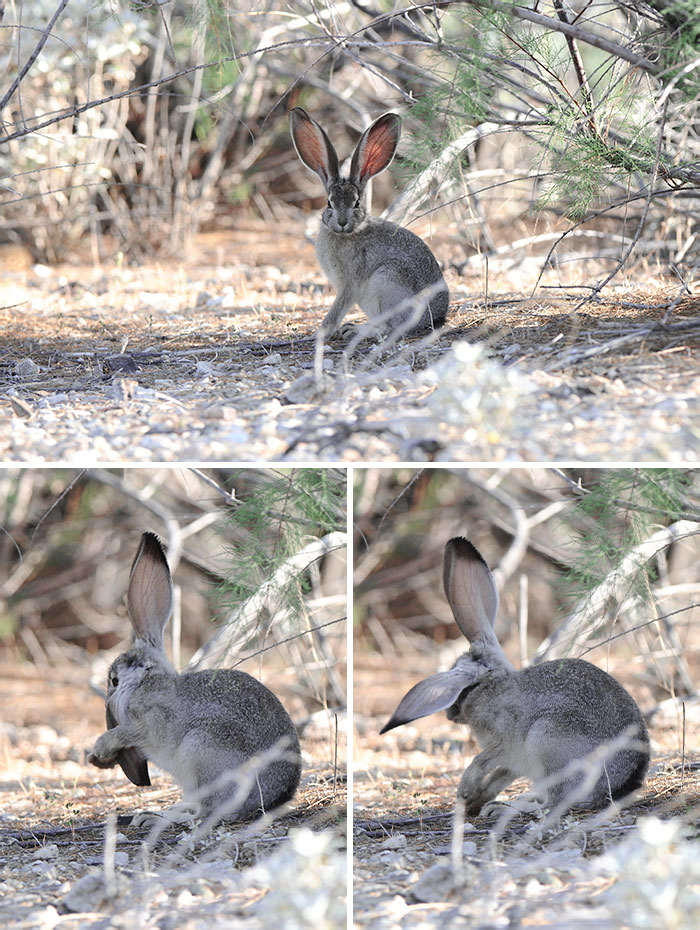 Un matin clair et lumineux au lac Alamo, un lapin nettoie ses grandes oreilles.