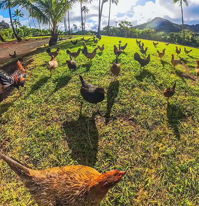 Le paradis du poulet à Kauai, Hawaï