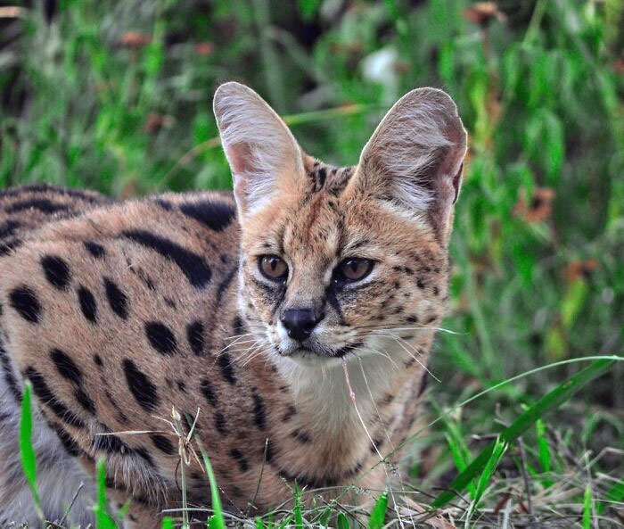 Le serval. De toutes les espèces de chats, ce sont eux qui ont les plus grandes oreilles proportionnellement à la taille de leur corps. Ces chats sont absolument magnifiques et ont des caractéristiques remarquables.