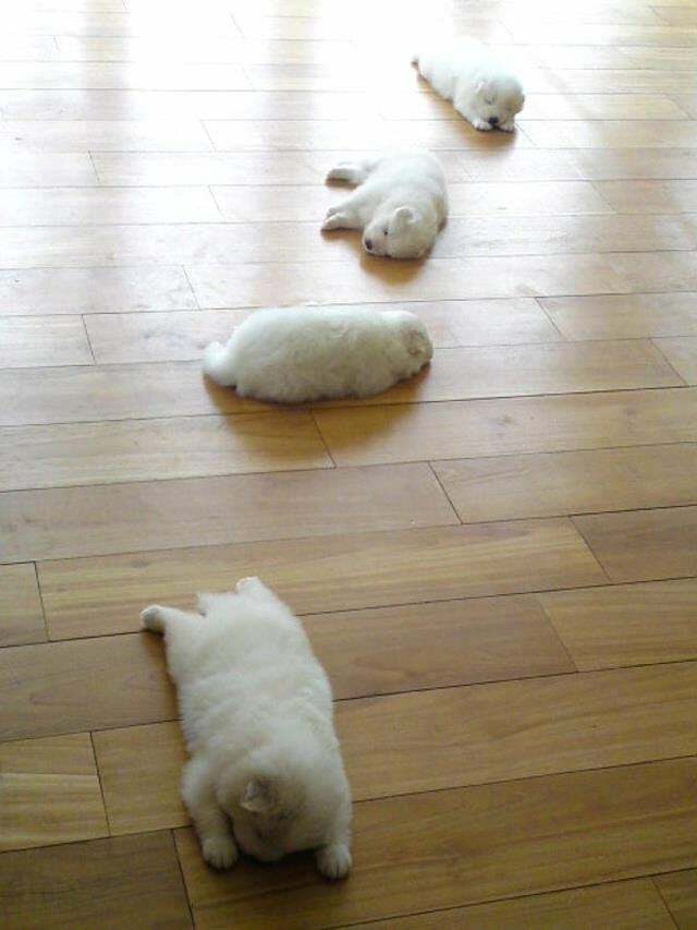 Smol Splooters