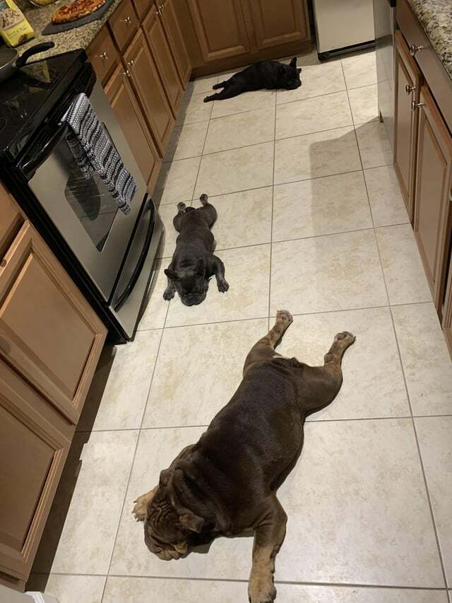 3 Way Sploots