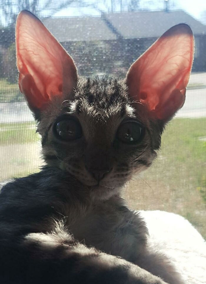 Mon nouveau chaton a les plus grandes oreilles