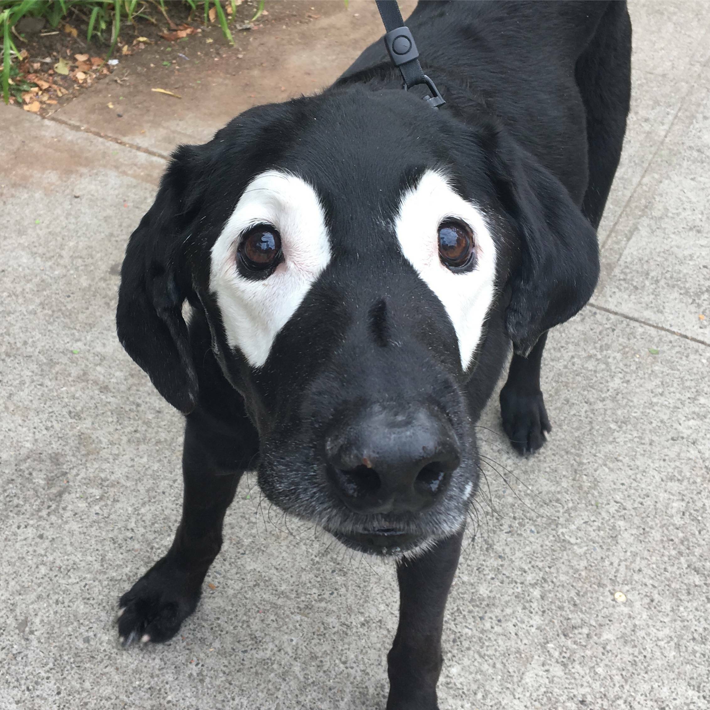 J’ai rencontré ce matin un chien de 14 ans atteint de vitiligo.