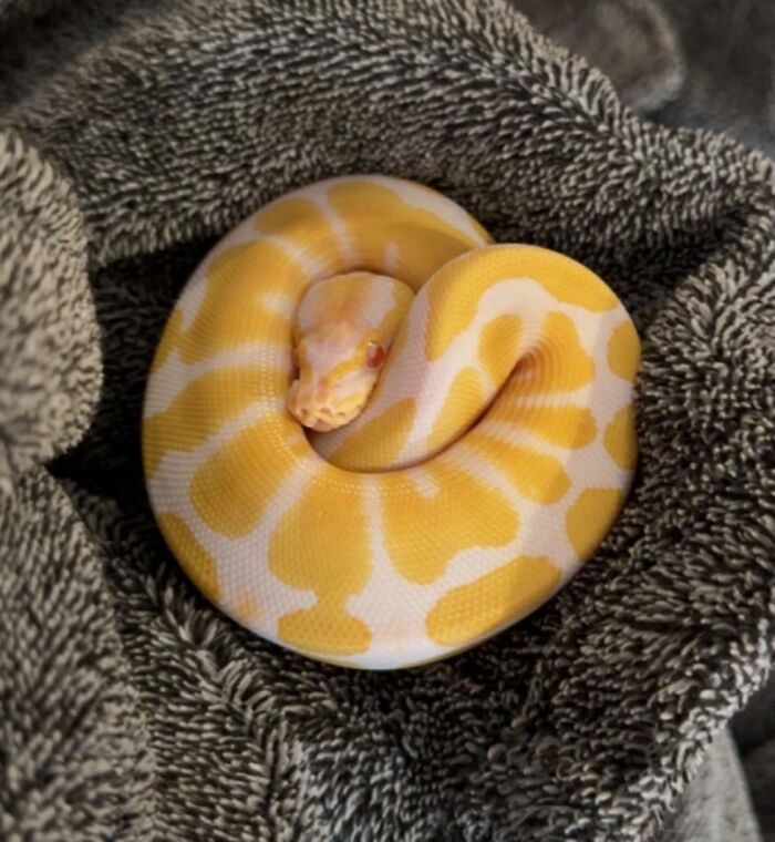 Python albinos