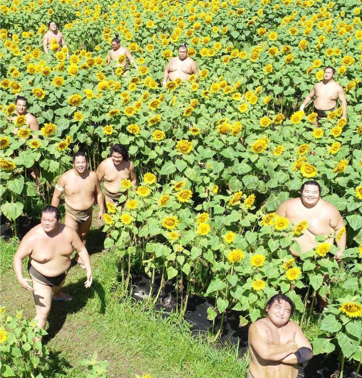 Les lutteurs de sumo dans le champ de tournesol