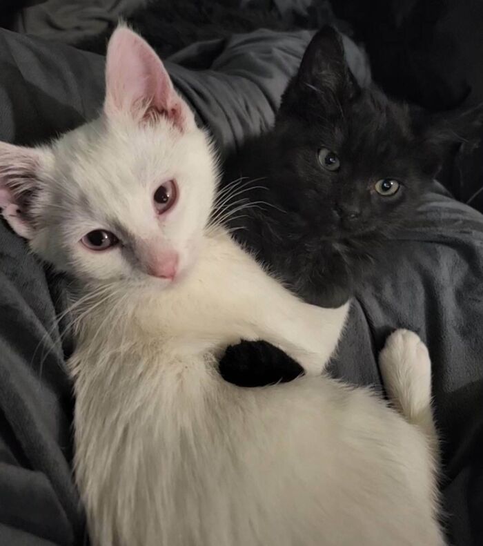 Ces deux chatons sont génétiquement noirs, mais l’un d’eux est atteint d’albinisme.