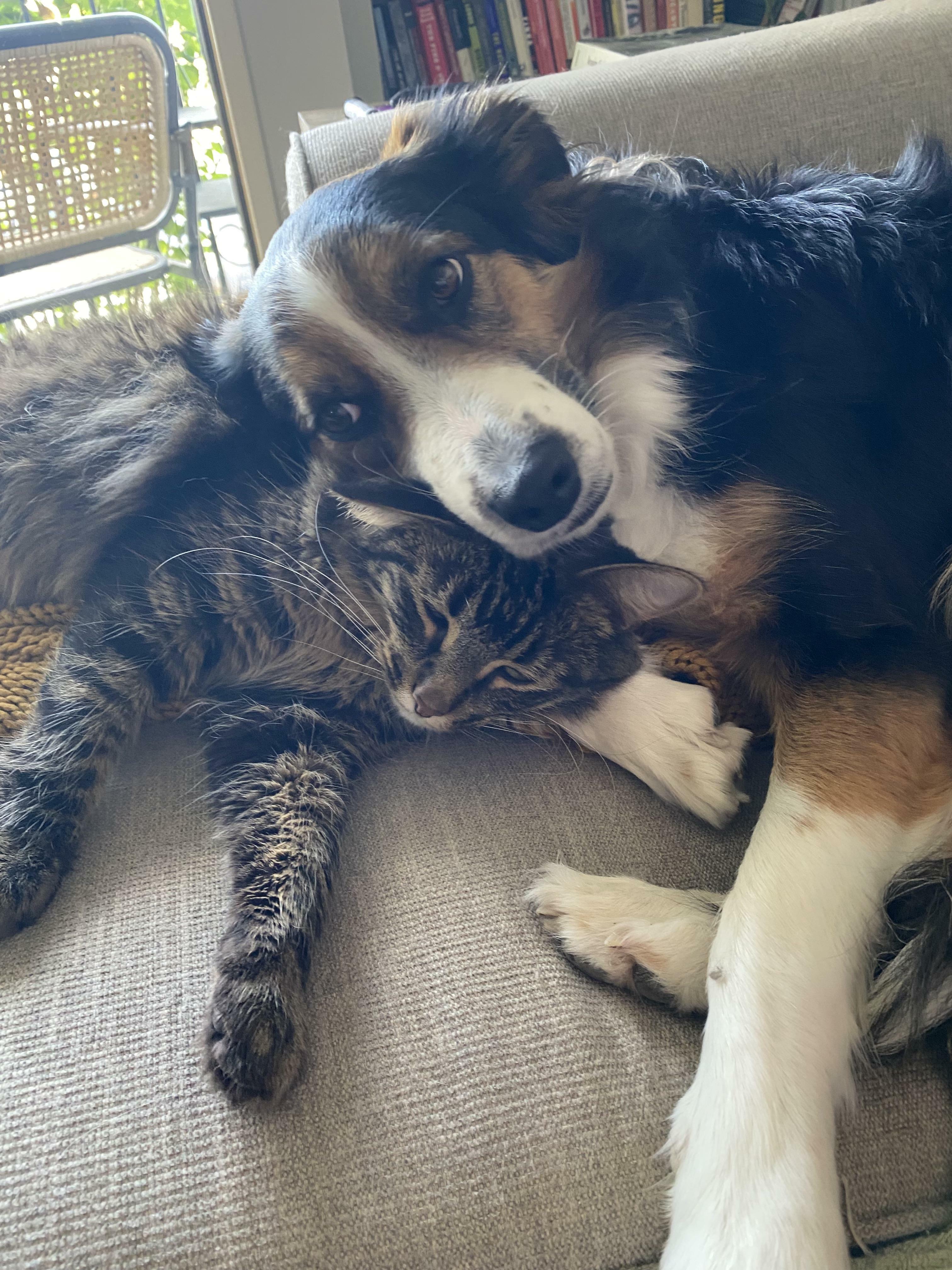 Mon chien se réveille au milieu de la nuit, va dans la salle de bain avec mon chat, gratte furieusement le tapis de bain, puis retourne dans son lit pour dormir. Qu'est-ce qui se passe ?