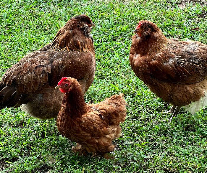 Le nanisme chez les poulets