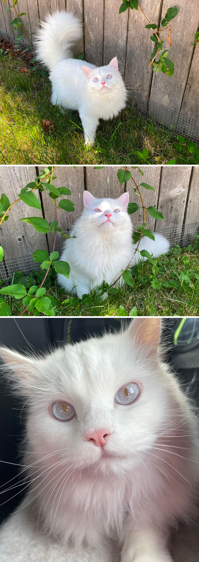 Mon beau Ragdoll albinos