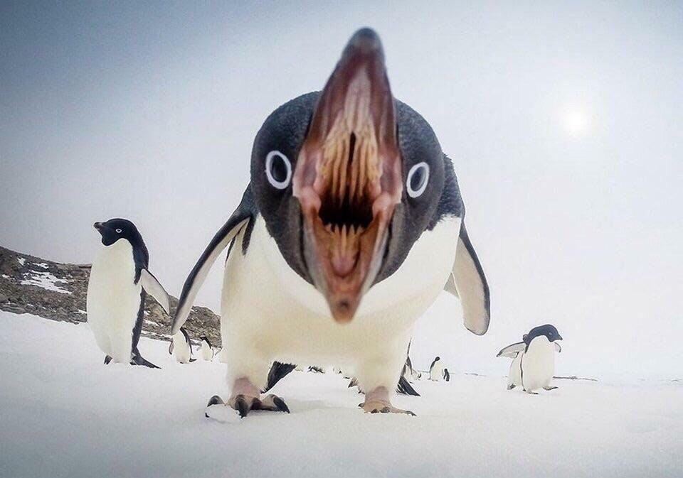 L’intérieur de la bouche d’un pingouin