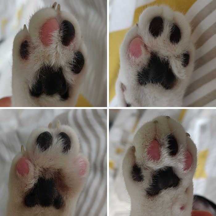 Les 4 pattes de mon chat ont une combinaison unique de noir et de rose.