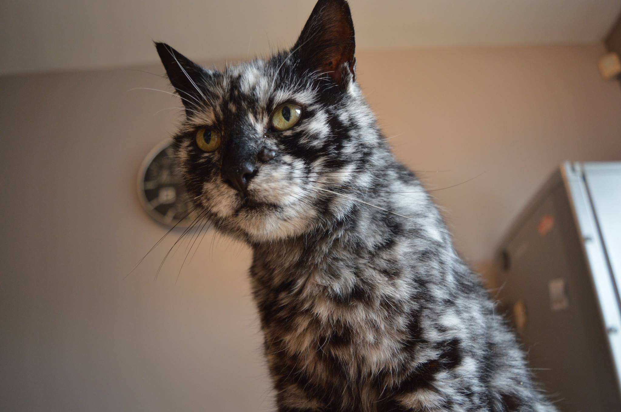 Scrappy, un chat atteint de vitiligo