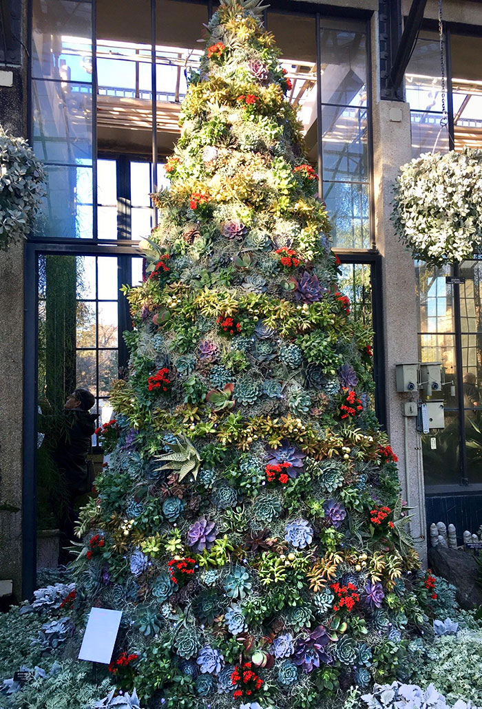 Cet arbre de Noël dans les jardins de Longwood, en Pennsylvanie