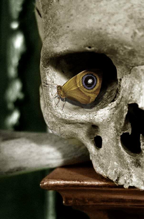 Ce papillon dans un crâne forme un motif d’œil
