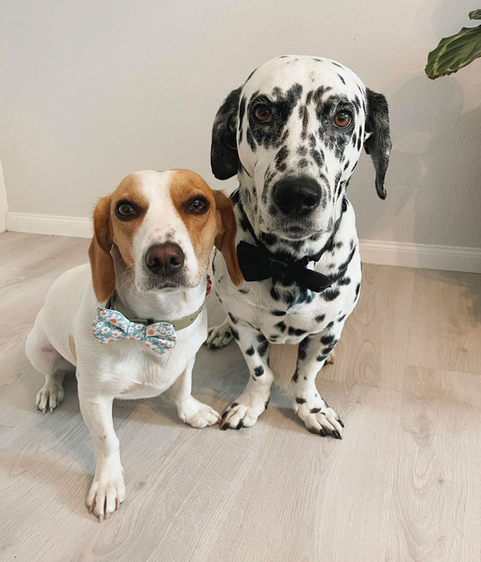 Mes deux chiots ont mis leur plus beau nœud papillon pour se présenter – Ruby et Dino, ils sont tous les deux atteints de nanisme canin.