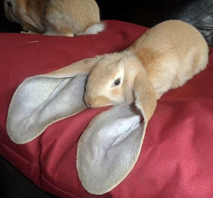 Les oreilles absolues de ce lapin