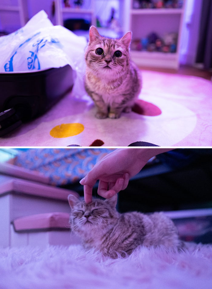 Le chat illégalement petit de mon ami est atteint de nanisme (petite valise et main pour l’échelle)