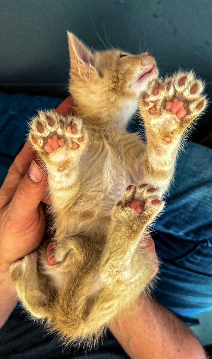 Notre chaton de sauvetage est polydactyle