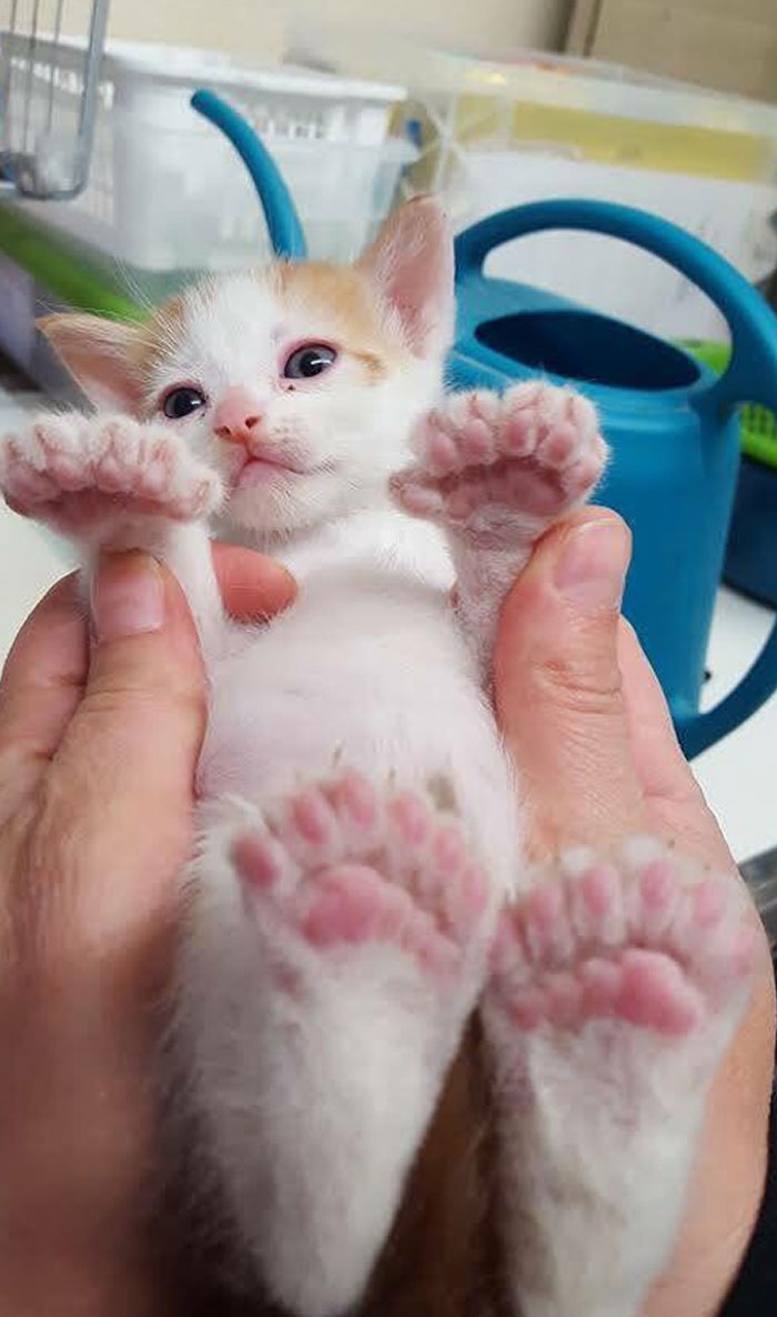Ce chaton de Sonoma est né avec 24 orteils