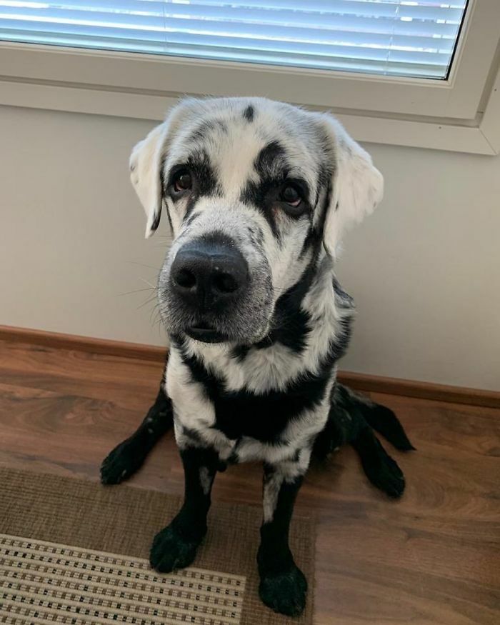 Blaze, le Labrador du vitiligo