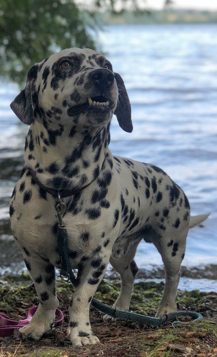 Sir Chonks. Oui, c’est mon dalmatien atteint de nanisme. Il sourit