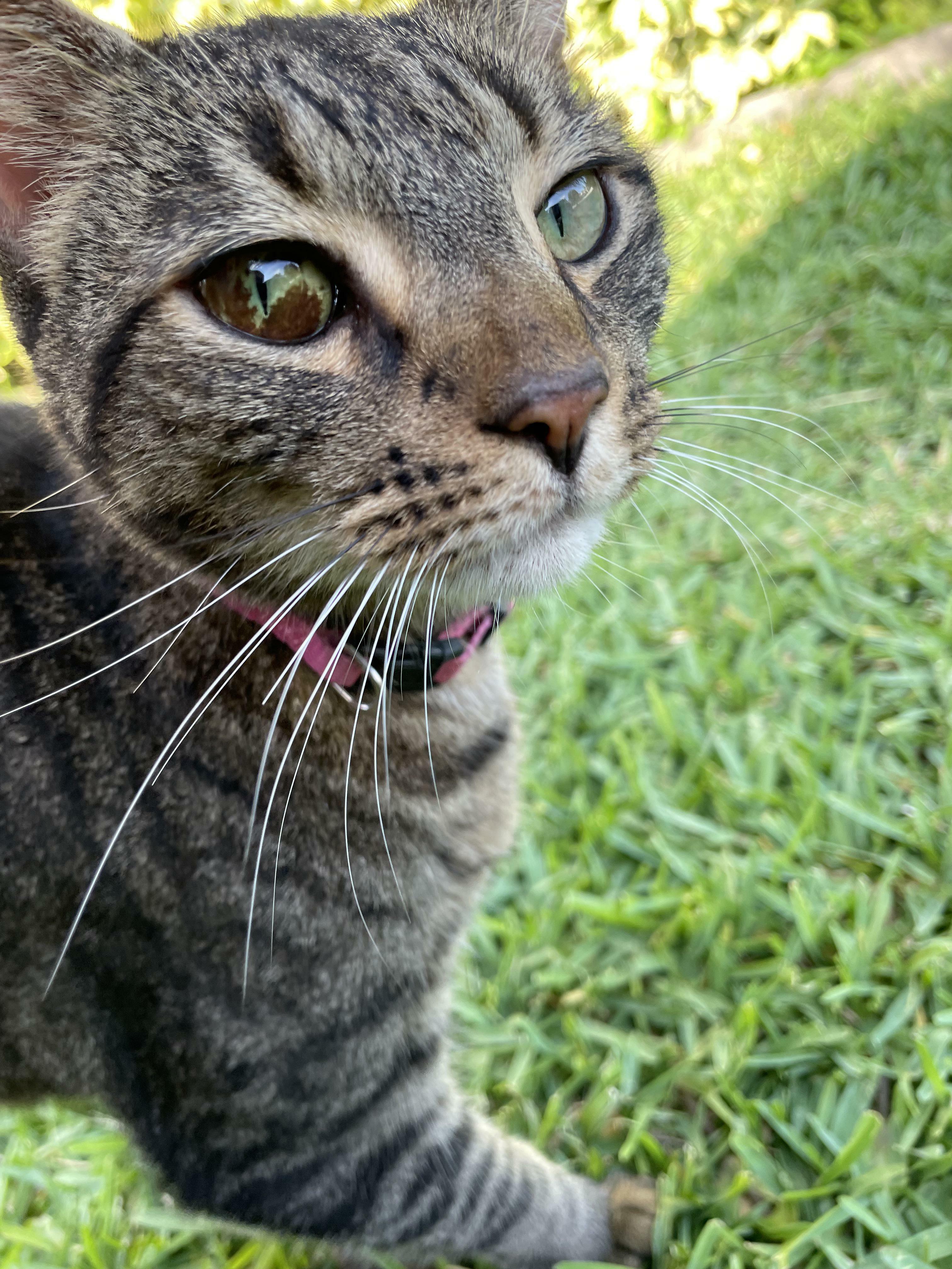 Ce chat que j'ai sauvé de la rue est atteint d'hétérochromie partielle.