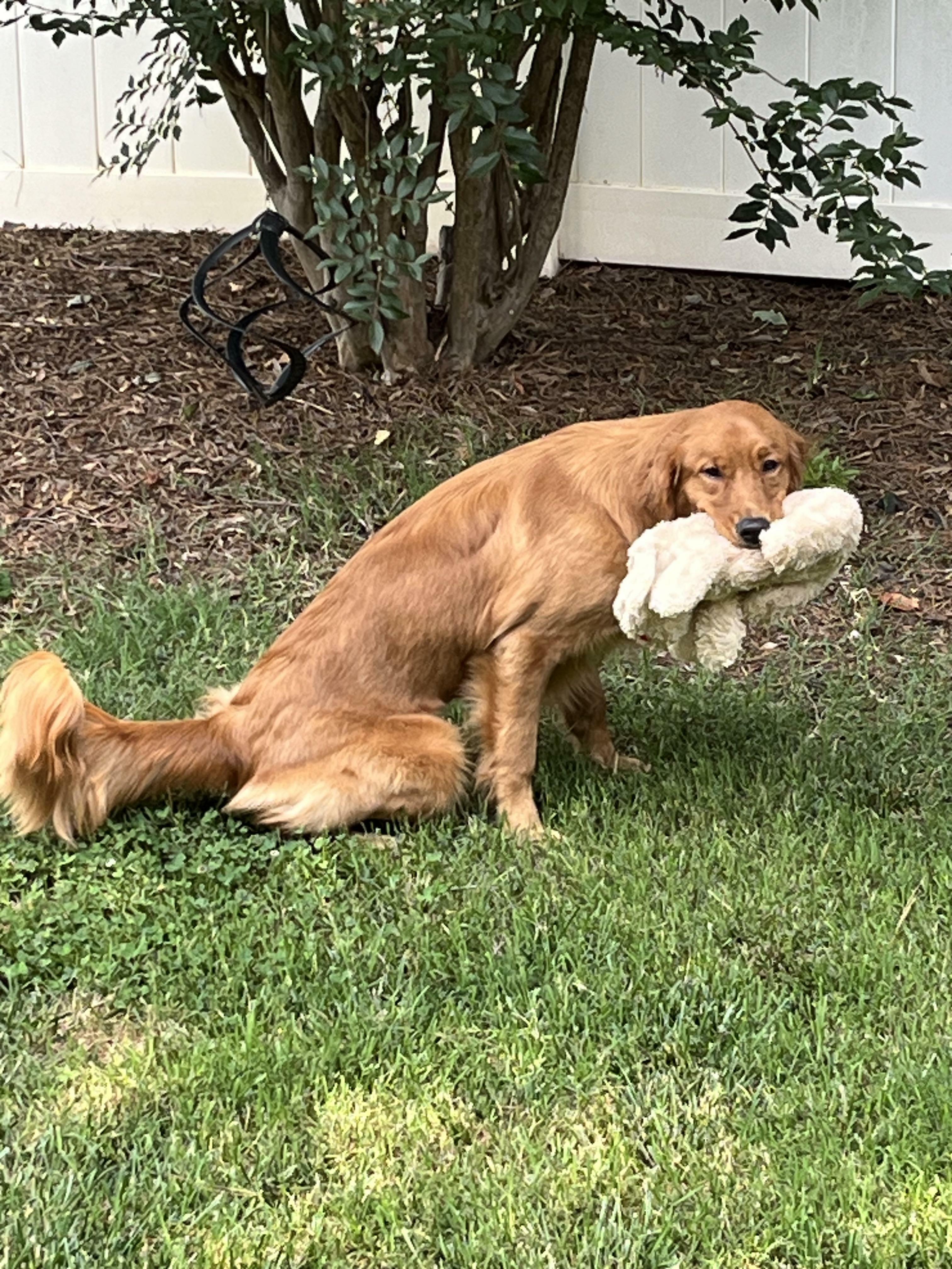 Layla insiste toujours pour apporter un jouet à l'extérieur lorsqu'elle fait ses besoins. Le chien de quelqu'un d'autre fait-il cela ?