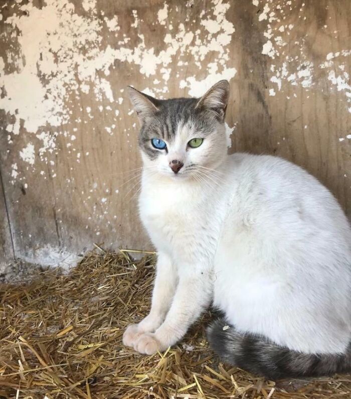 Mon ami est tombé sur ce chat aujourd’hui. Je n’avais jamais vu cette combinaison auparavant