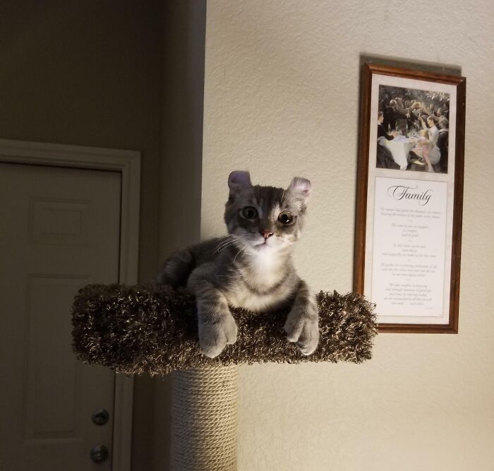 Notre nouveau chaton Highlander… Polydactyle sur les quatre pattes et les oreilles bouclées. Nous adorons notre petit chat unique