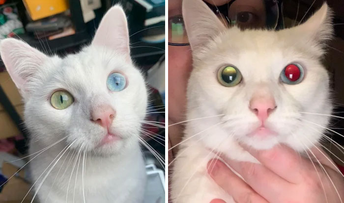 Mon chat Olaf souffre d’hétérochromie (un œil vert, un œil bleu) et lorsqu’il est photographié avec un flash, il n’a que des yeux rouges dans son œil bleu.
