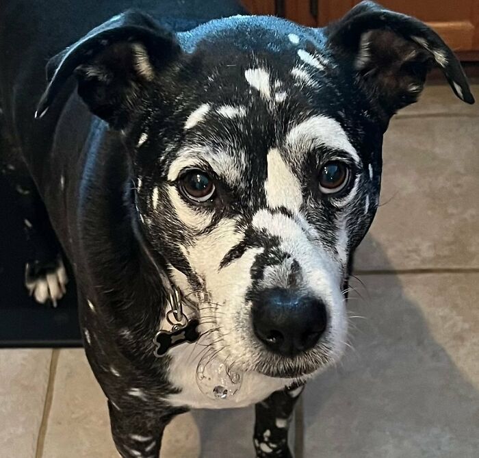 Voici Atlas – un Staffy/Boxer/Aussie atteint de vitiligo. Il a une queue qui remue à 100 milles à l’heure.