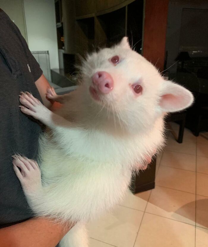 Si tu n’en as jamais vu, voici un raton laveur albinos
