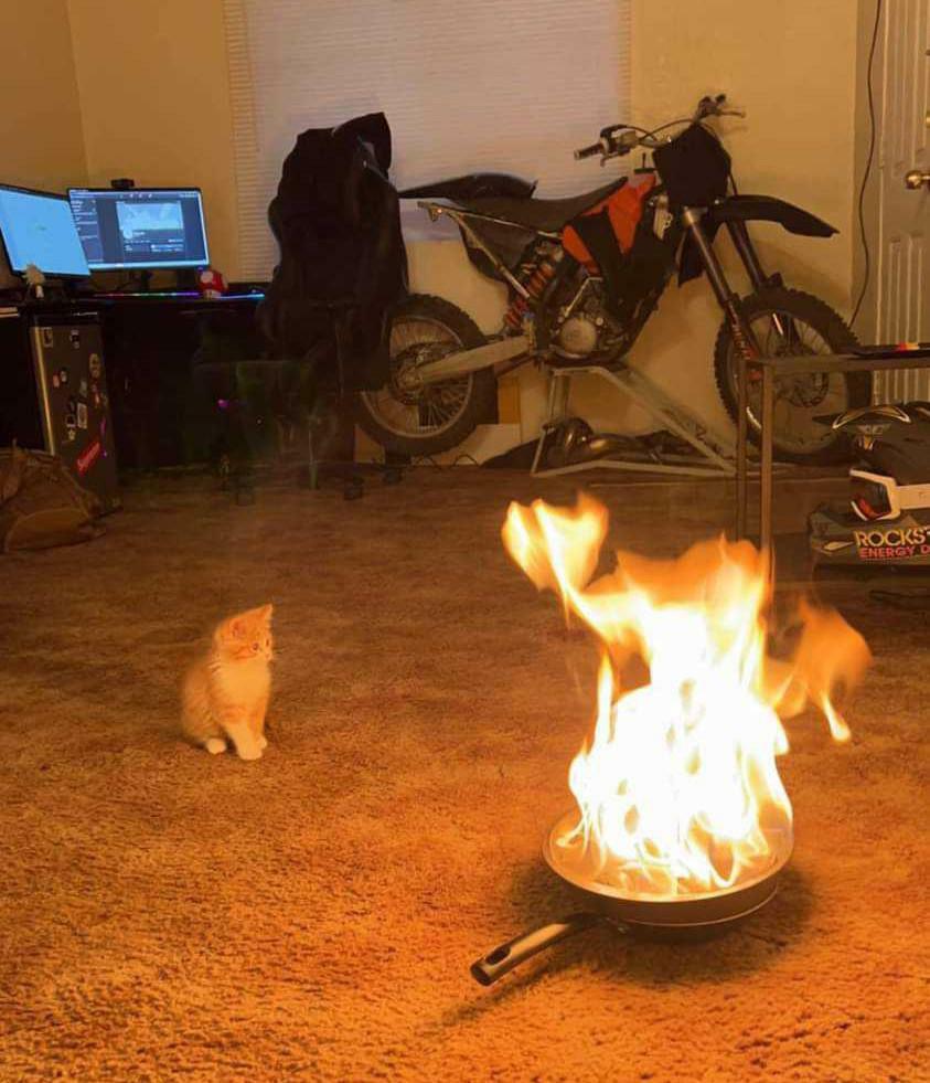 Les chats veulent juste regarder le monde brûler