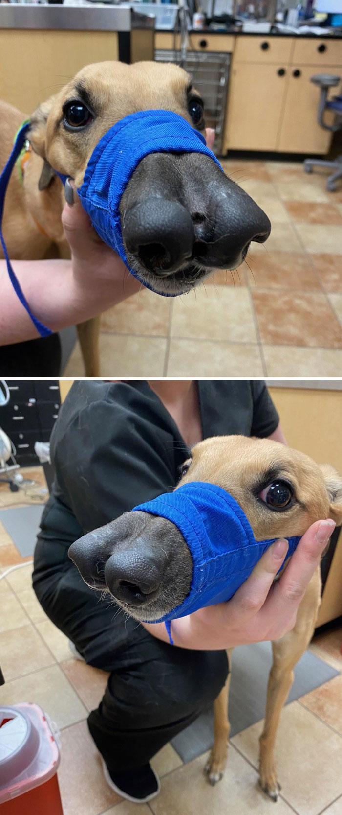 Un chien né avec un nez essaie de devenir deux nez