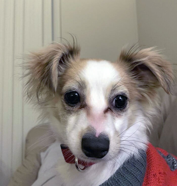 Mon chiot, Edgar, a des moustaches entièrement blanches d’un côté et entièrement noires de l’autre.