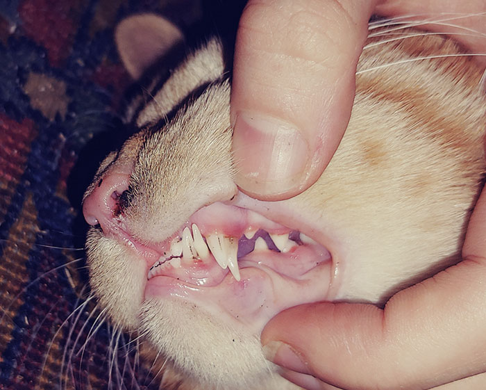 Mon chat a des canines doubles, une condition connue sous le nom de dents caduques retenues.