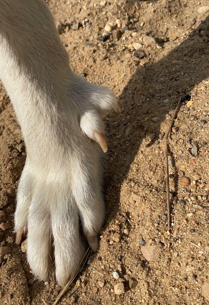 Chien de réservation avec un orteil supplémentaire