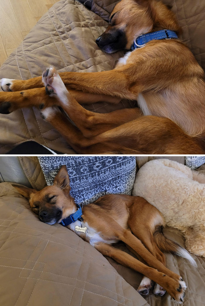 Roary est un petit chien, mais il a de très longues pattes.