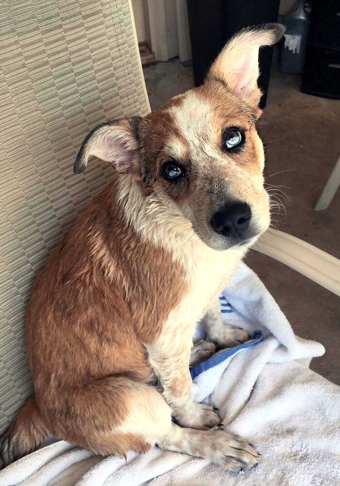 Mon chiot mixte Red Heeler a une hétérochromie sectorielle qui traverse le milieu de son œil, ce qui lui donne un iris à moitié brun et à moitié bleu.