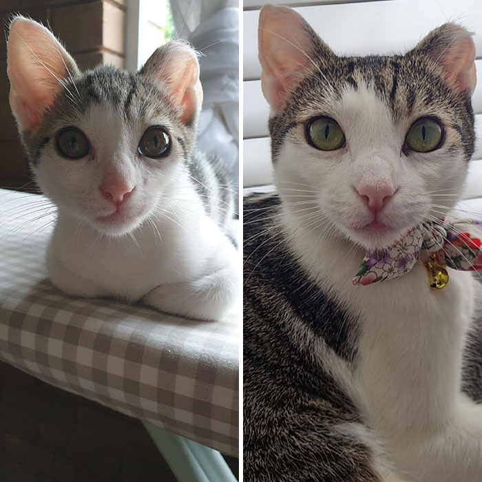 Mon chat est né avec deux oreilles de taille différente