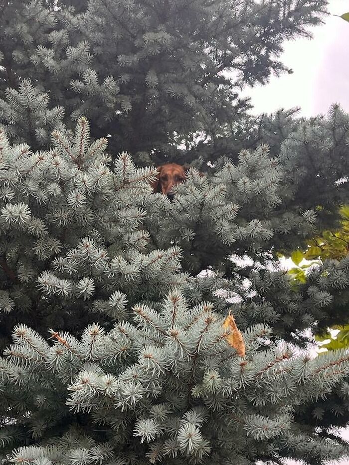 C’est un drôle d’oiseau qui se trouve à 10 pieds de haut dans cet arbre.