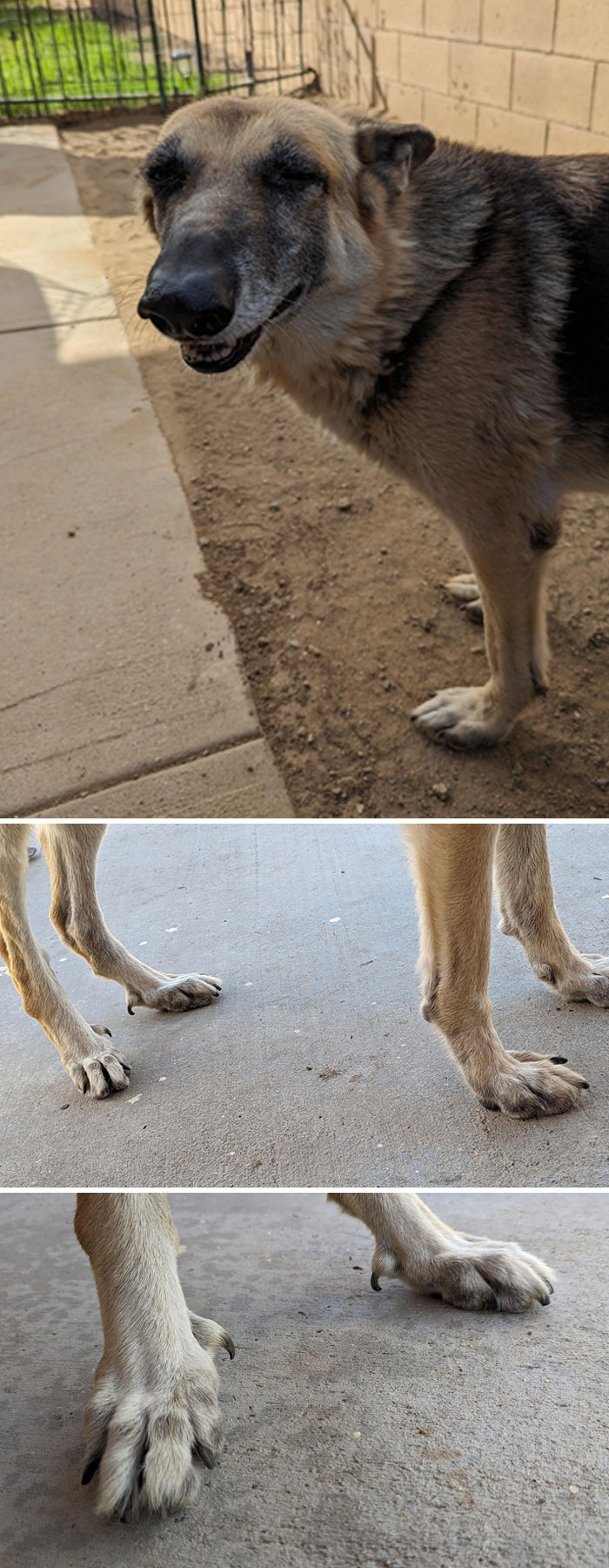 Mon chien a des orteils supplémentaires sur ses pattes arrière et ils remuent quand il marche. Ils sont désossés et mignons