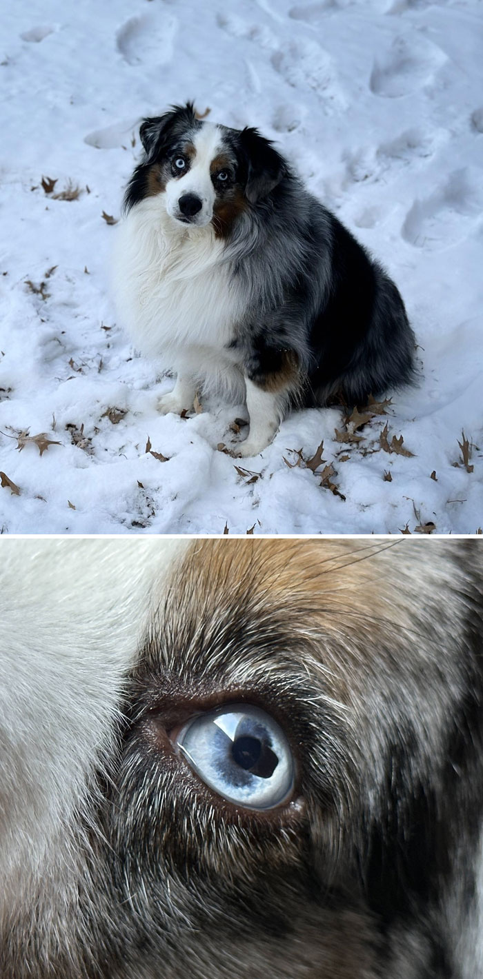 L’iris de mon chien a une tache sombre