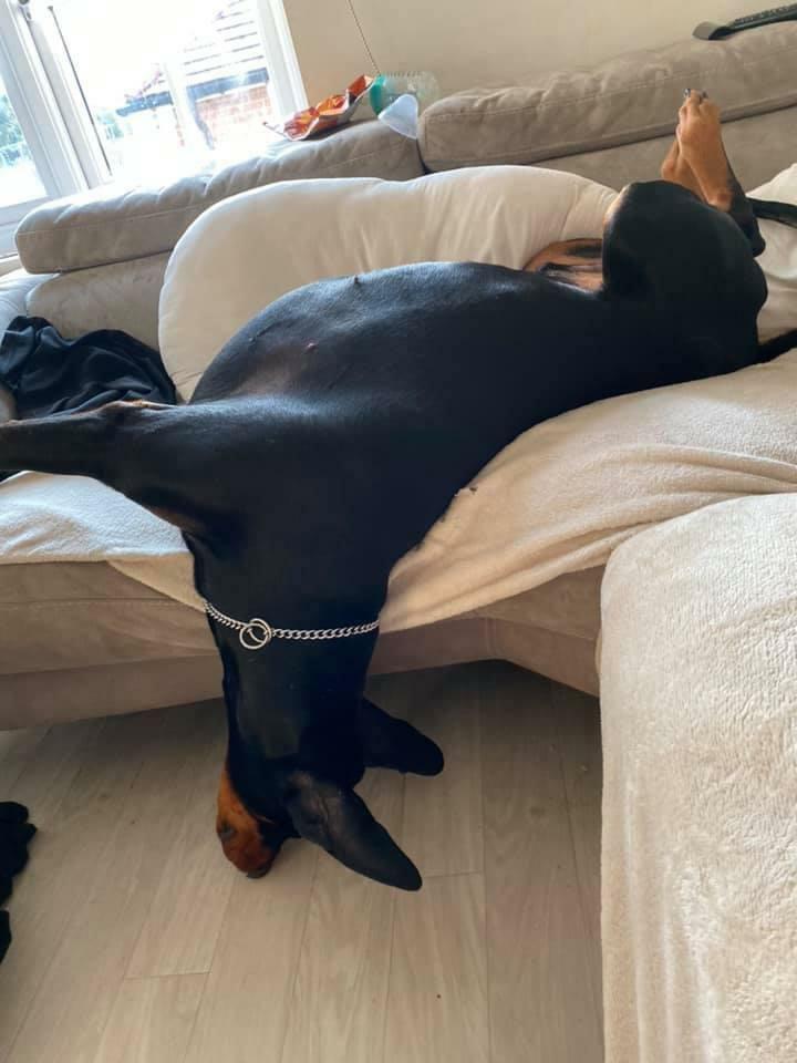 Comment mon doberman aime dormir