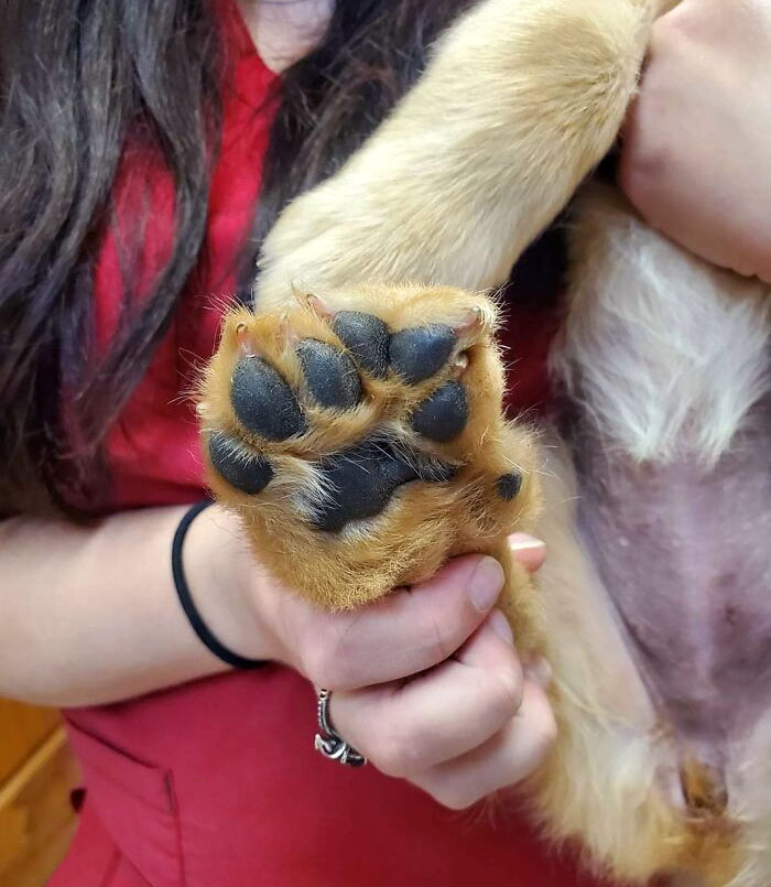 Un chiot Golden Retriever avec 6 orteils est entré dans le cabinet de ce vétérinaire.