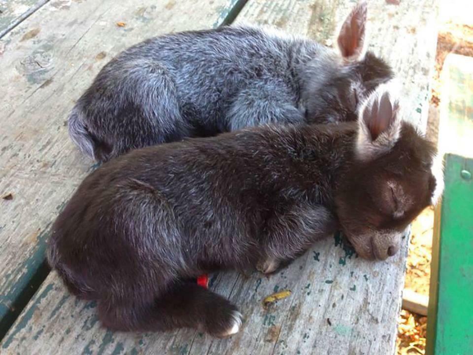 Les bébés ânes sont trop mignons