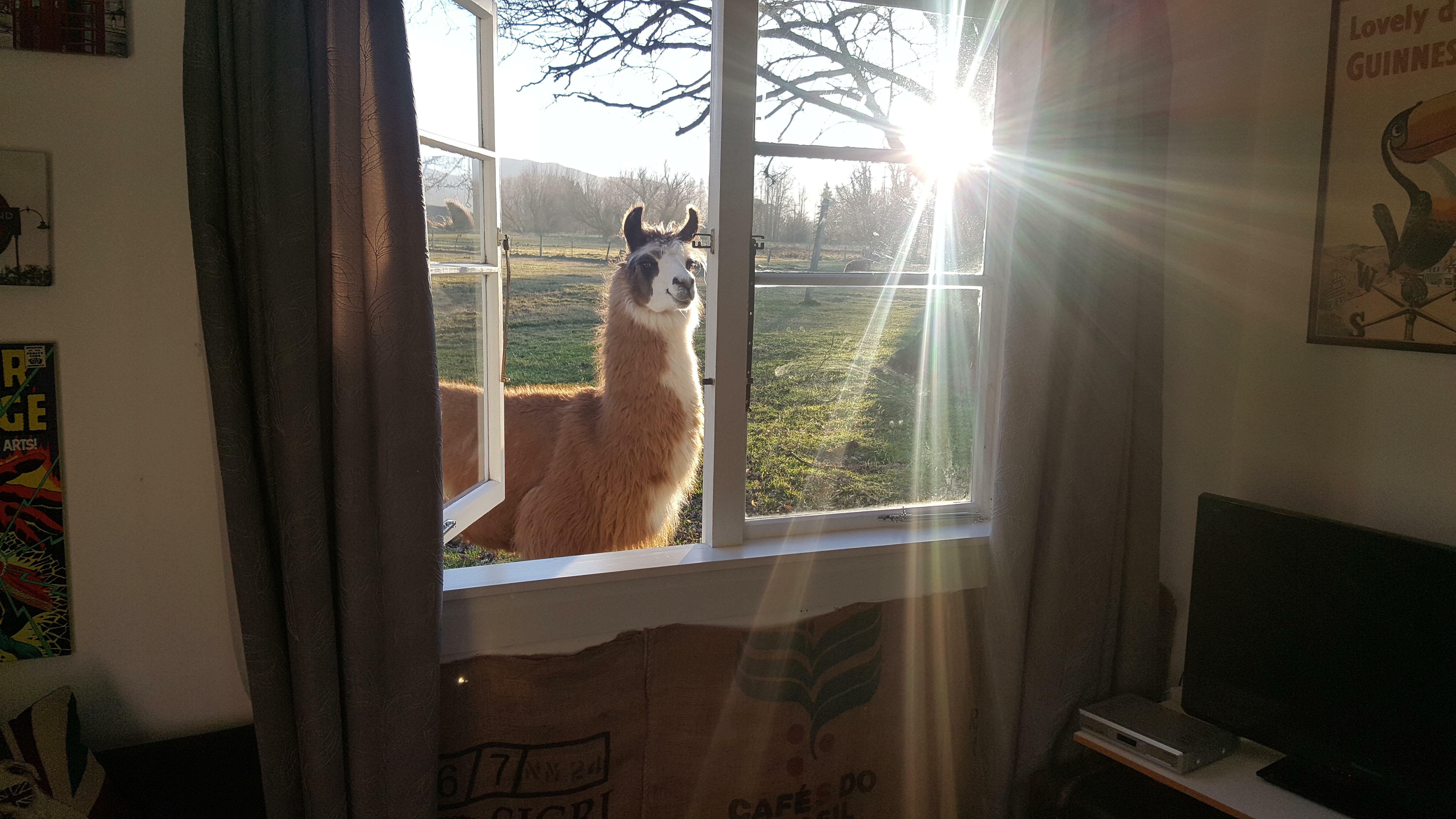 Un lama ridiculement photogénique dans un Airbnb en Nouvelle-Zélande