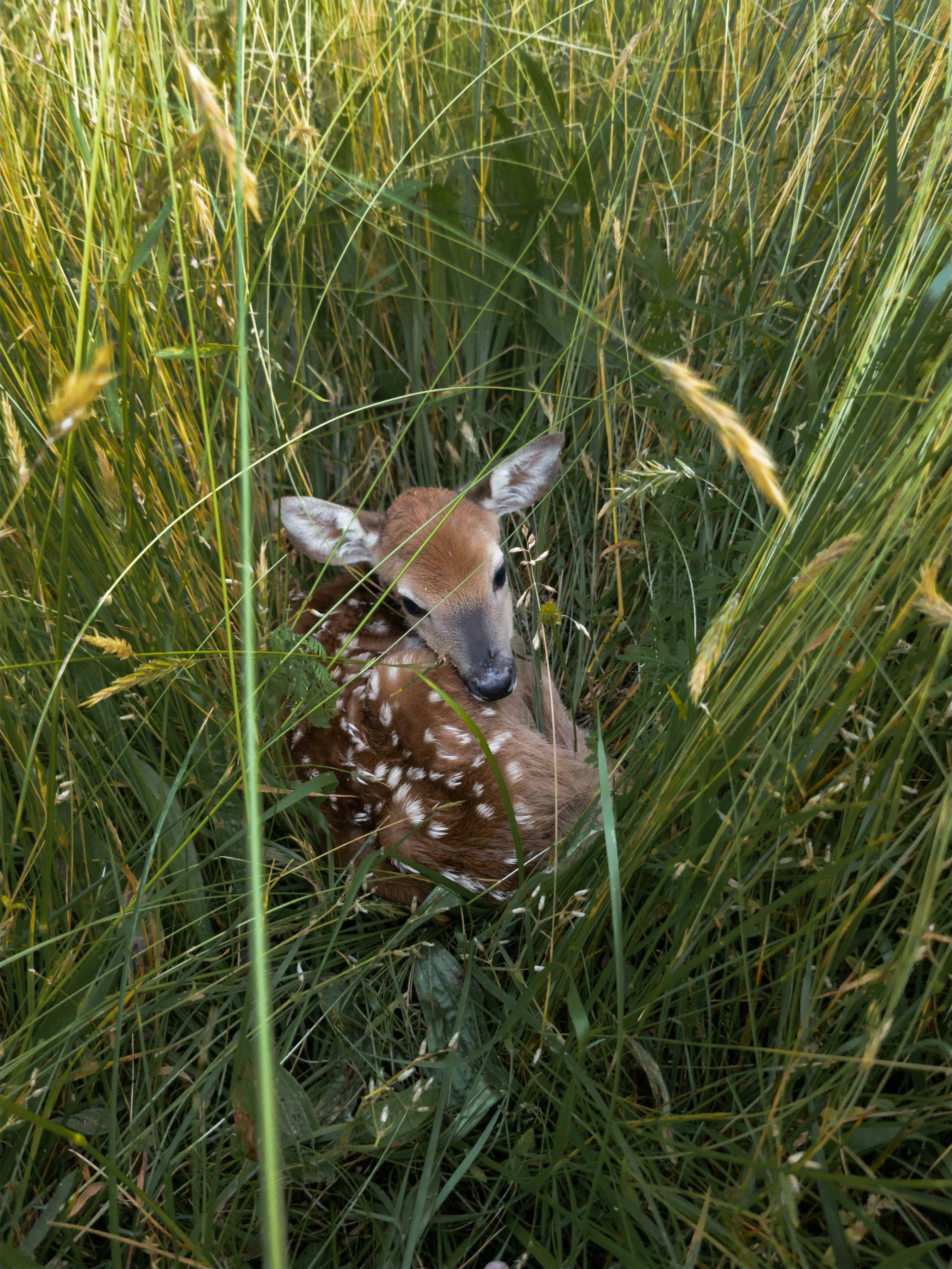 Trouvé lors d'une promenade, pris une photo et passé à autre chose